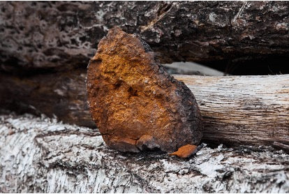 Chaga