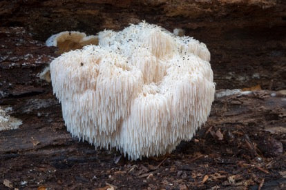 Lion's Mane