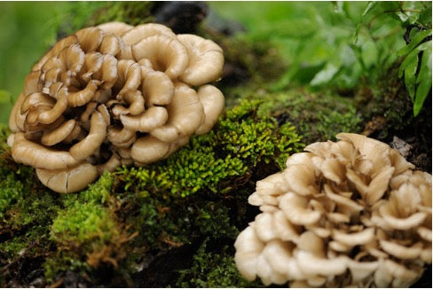 Maitake