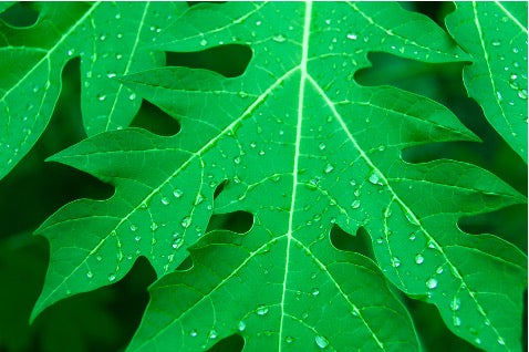 Papaya Leaves