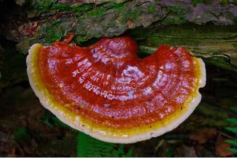 Reishi